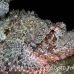 scorpionfish_tasseled_lsb_ki_h_0104_kom5688.jpg